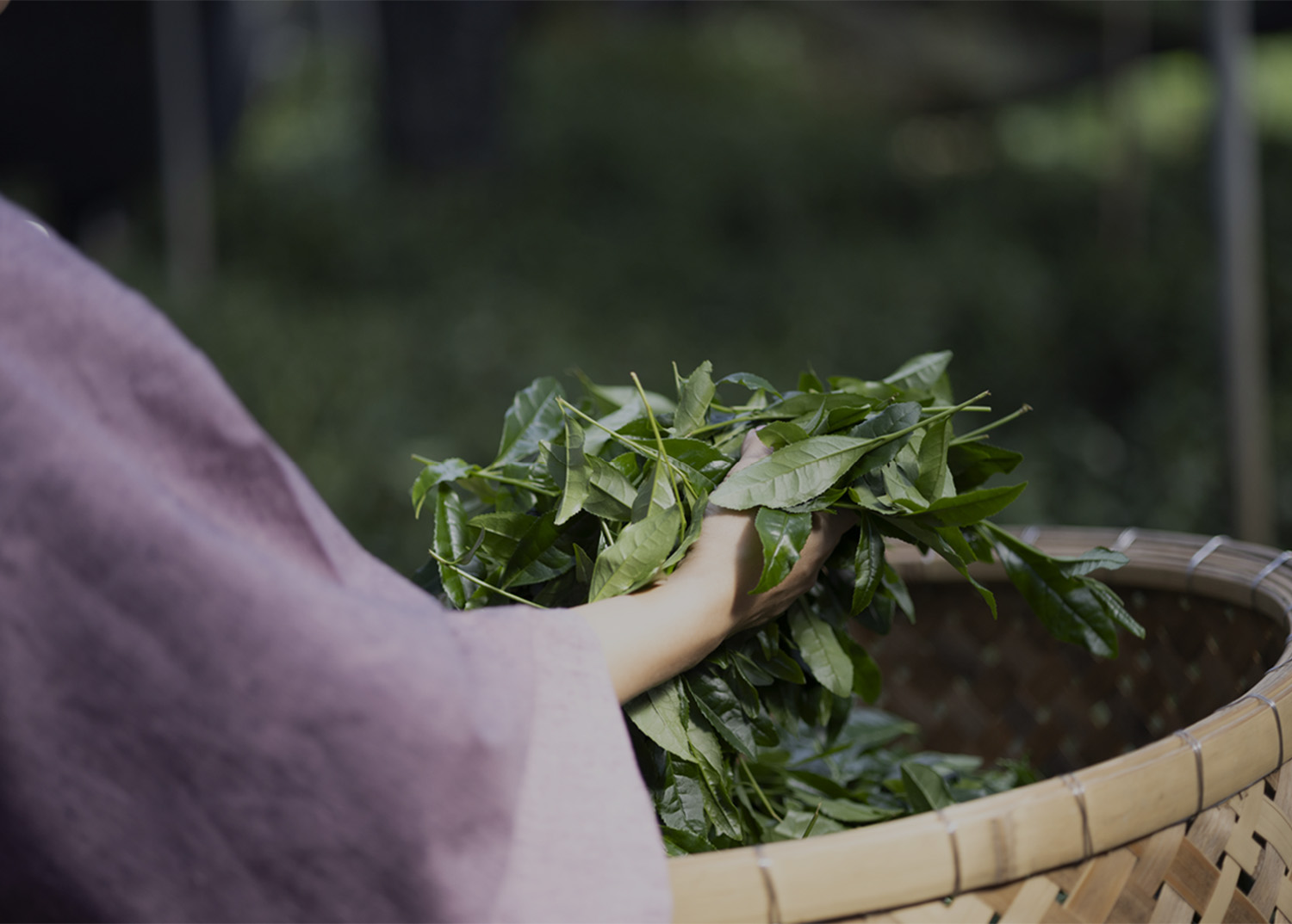 Grown in uji, Kyoto